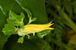 Field pumpkin